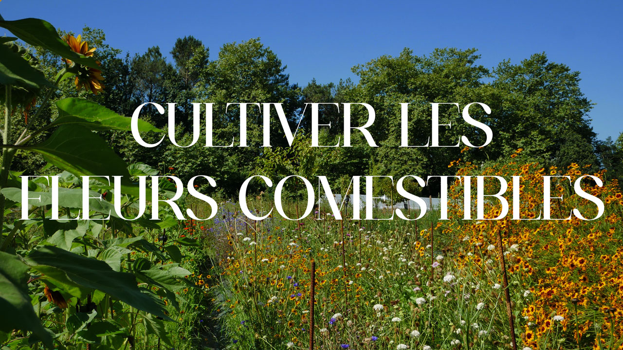 Cultiver les fleurs comestibles